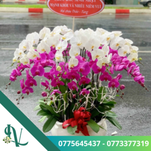Chậu lan hồ điệp – LV37