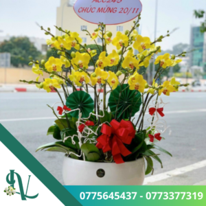 Chậu lan hồ điệp – LV38