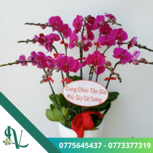 Chậu lan hồ điệp – LV39