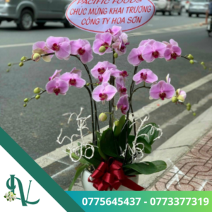 Chậu lan hồ điệp – LV40