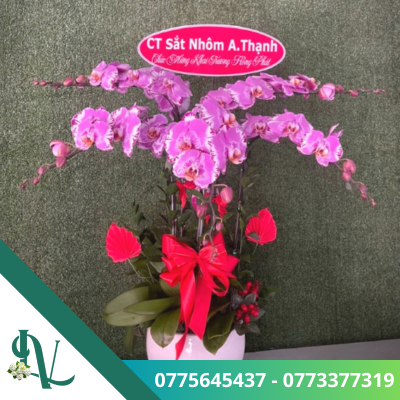 Chậu lan hồ điệp – LV41