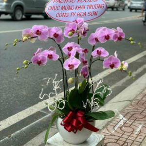 Lan Hồ Điệp LV 0014