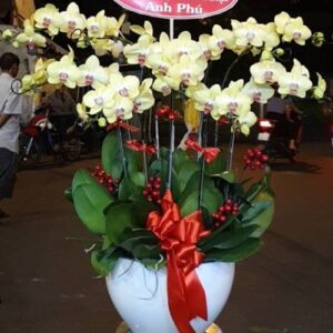 Lan Hồ Điệp LV0011