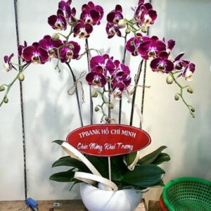 Lan Hồ Điệp LV 0013