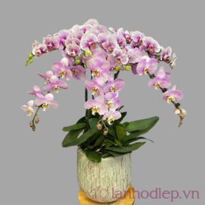 Lan Hồ Điệp LV0017